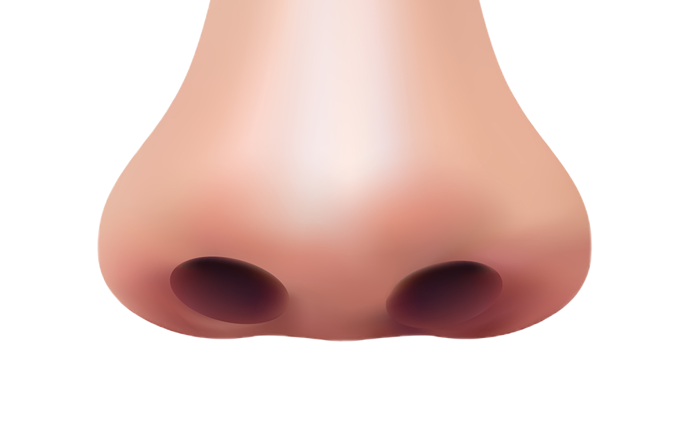 코 이미지
